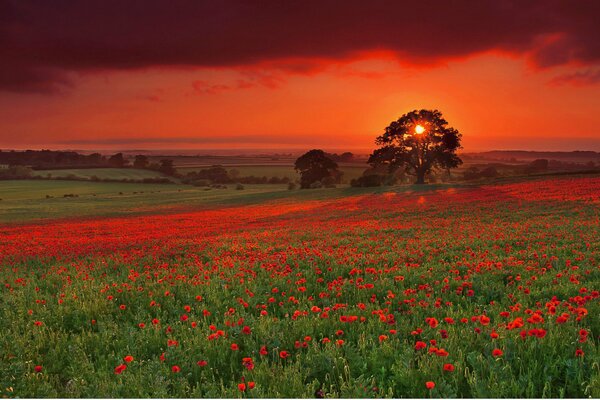 Sommerlandschaft mit Mohnfeld bei Sonnenuntergang