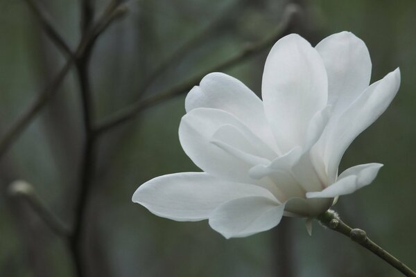 Albero con fiori di magnolia bianchi