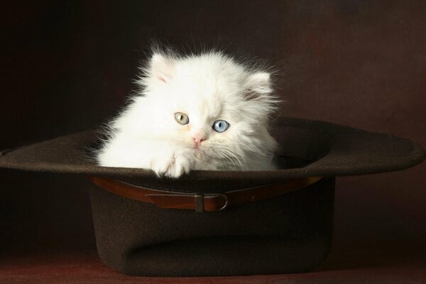 A white kitten in a big hat