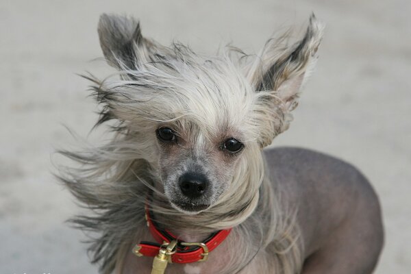 Dog in a collar, wind, Chinese dog