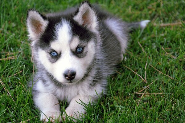 Niebieskie oczy u psa, husky, niebieskooki szczeniak