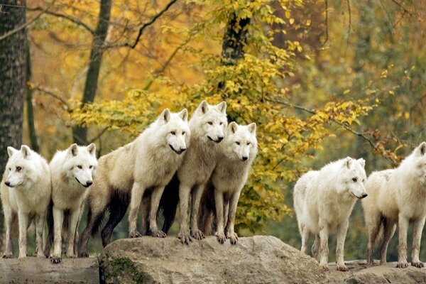 Manada de lobos, lobos blancos, lobos en el bosque