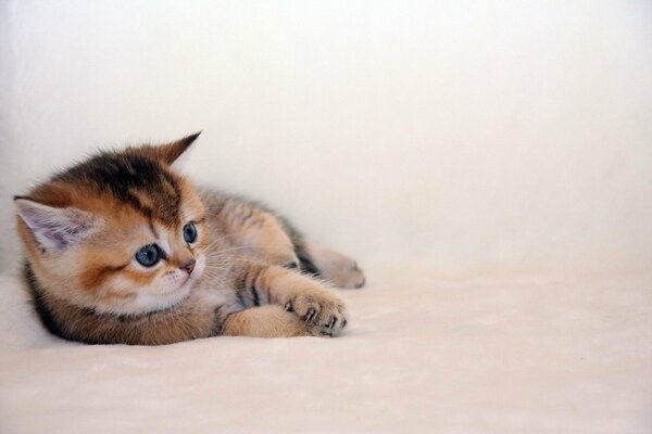 Cute blue-eyed kitten looks into the distance