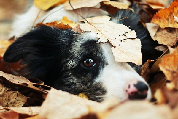 Smutny pies, jesień, pies w liściach