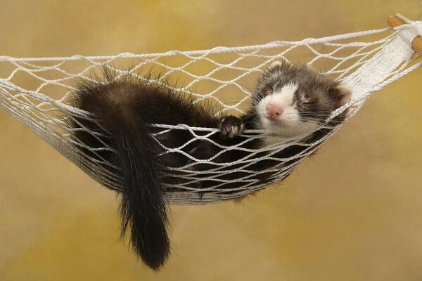 A little ferret resting in a hammock