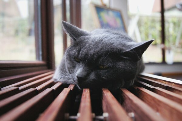 A gray cat sleeps on a bench