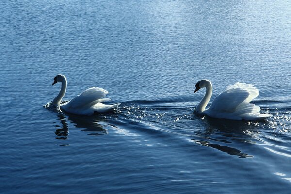 Пара белых лебедей в водоеме