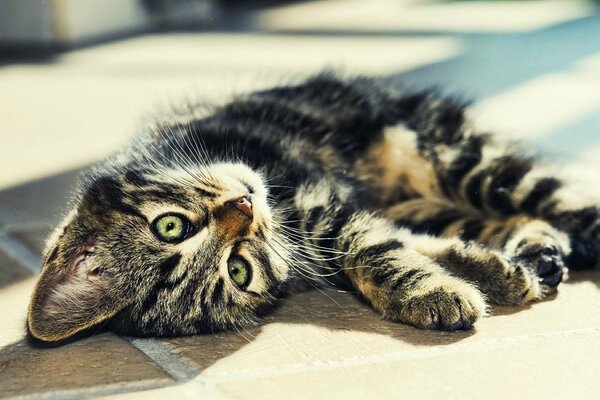 A striped kitten lies on the floor and looks cute