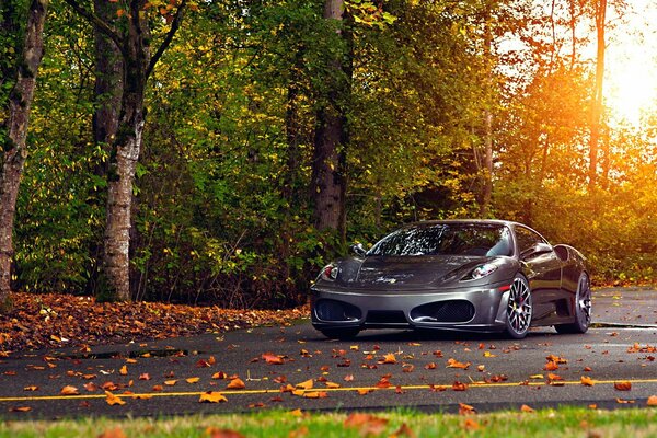 Automne feuillage gris Ferrari sur caoutchouc étroit