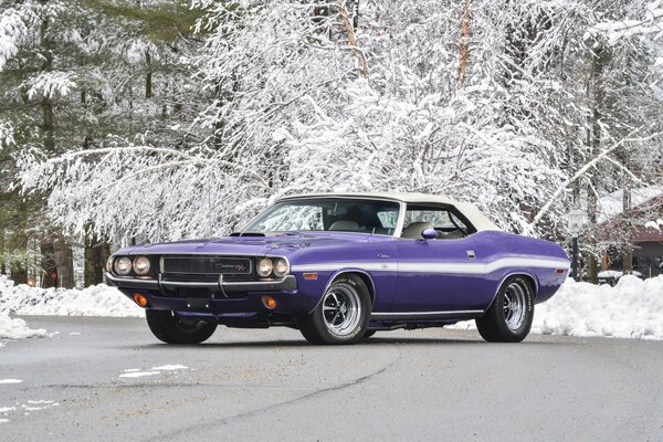 Purple retro car looks great against the background of snow-covered branches