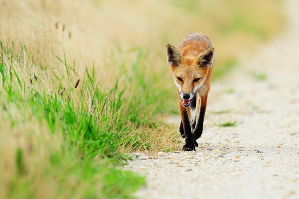 Zorro rojo corriendo por el camino