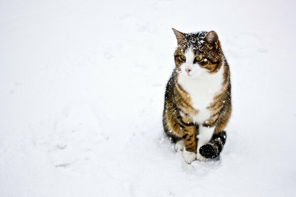 Chat assis dans la neige, la queue serrée