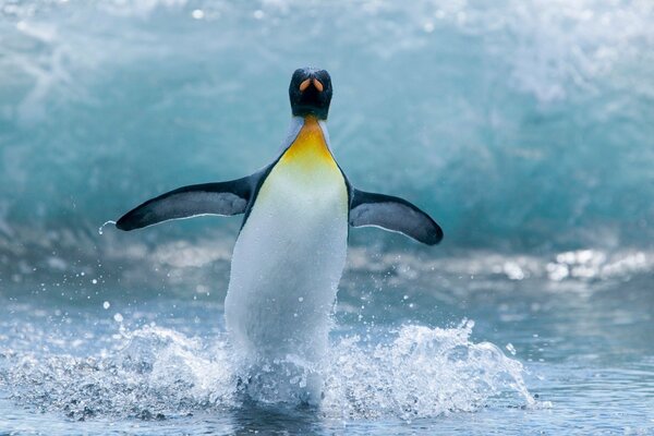 Pinguin auf Welle Hintergrund mit Spritzern