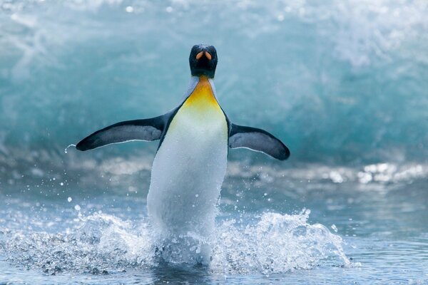 Pingüino en el fondo de la ola con salpicaduras