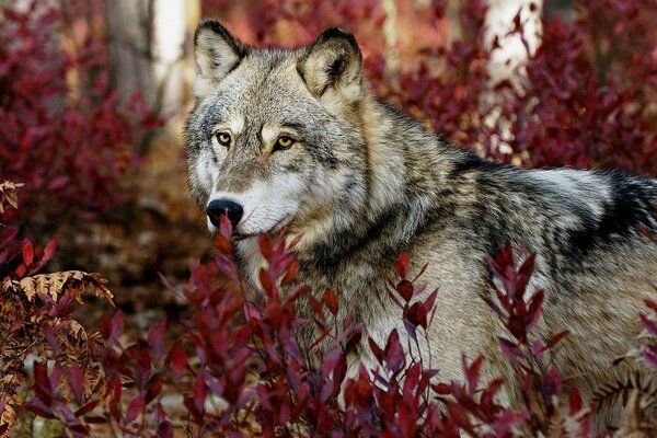 The muzzle of a wolf in red leaves