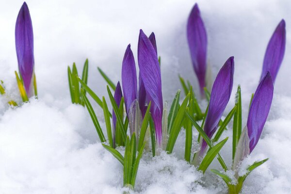 Delicate purple crocuses in the snow