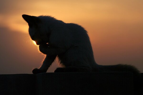 Kot myje się o pięknym zachodzie słońca