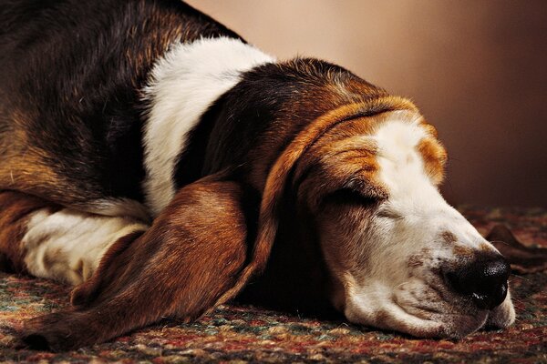 Ein Hund mit großen Ohren schläft auf einem Teppich