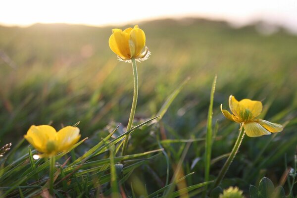 Makroaufnahme. Blumen auf dem Feld