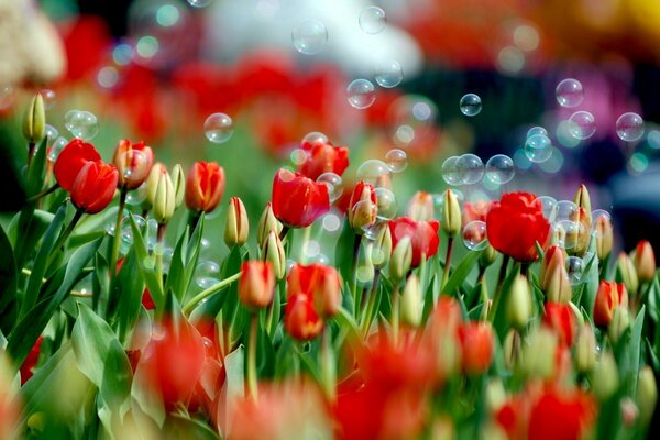 Macro shooting of soap bubbles over blooming tulips