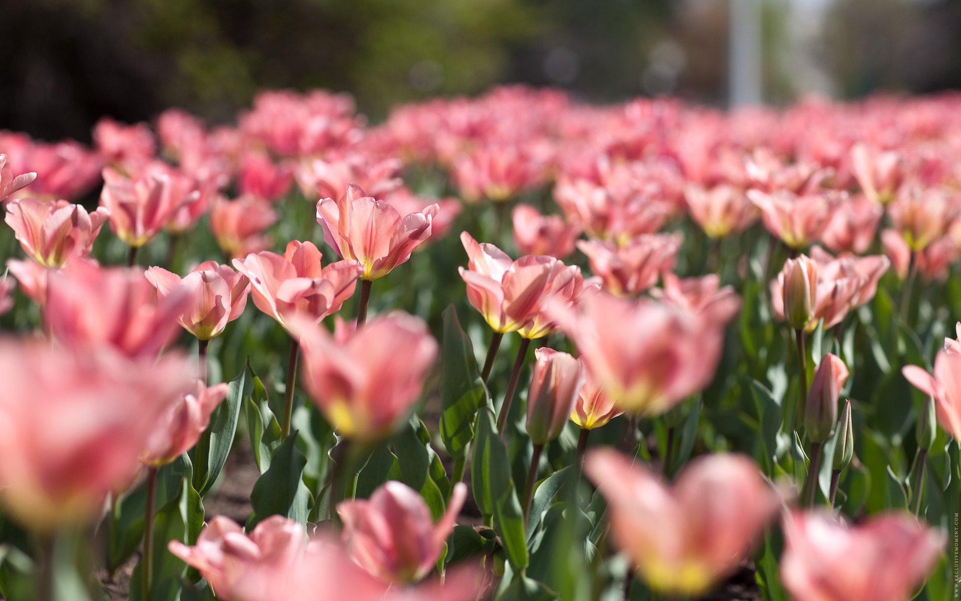 flores naturaleza ternura rosa tulipanes primavera campo de flores