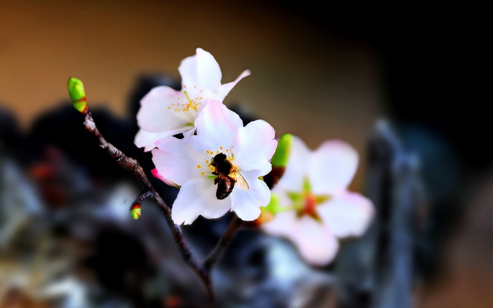 flowers sed ric spring animals insects macro bee the fruit branch