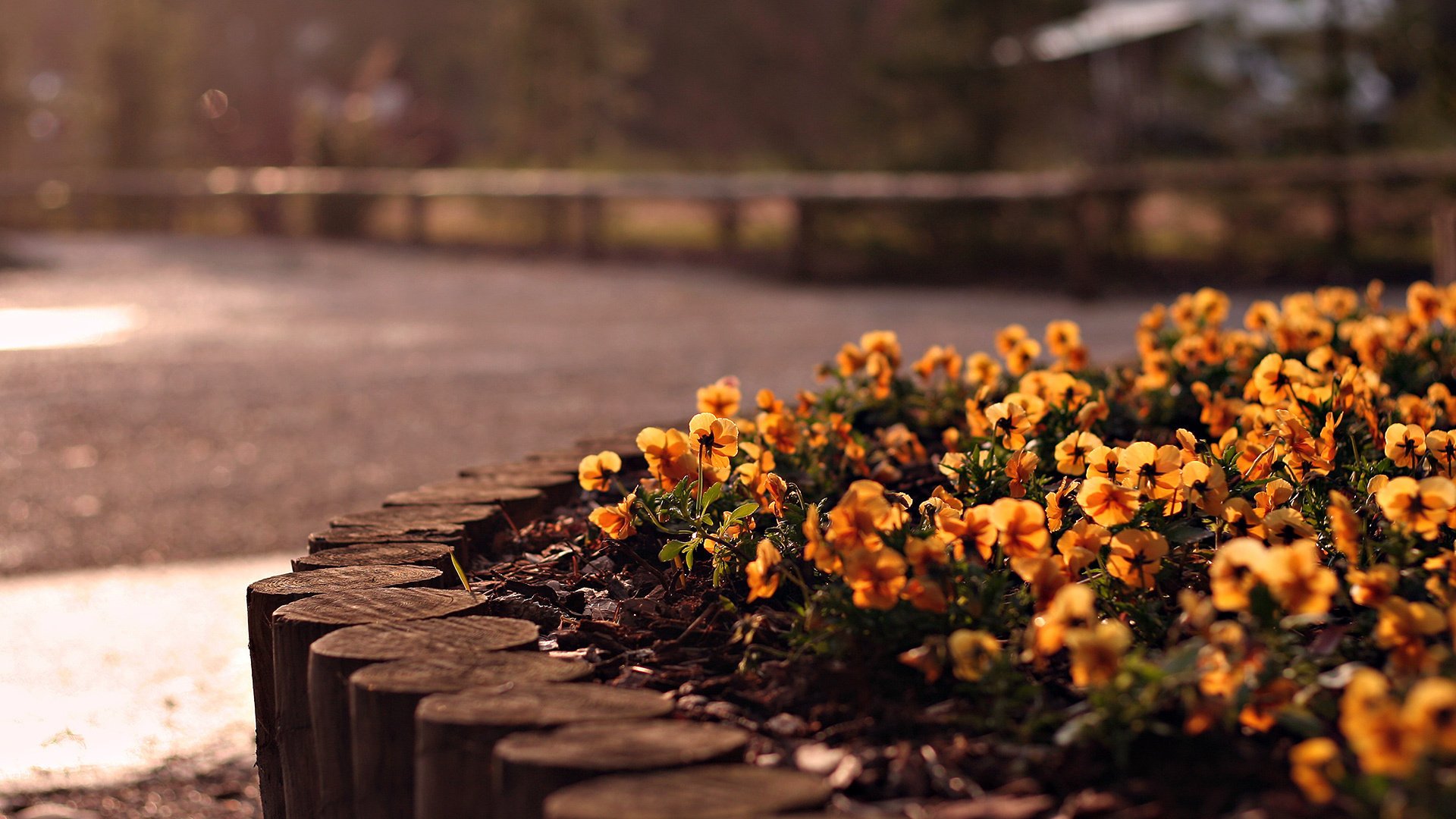 fleurs ner cov parterres de fleurs route terre