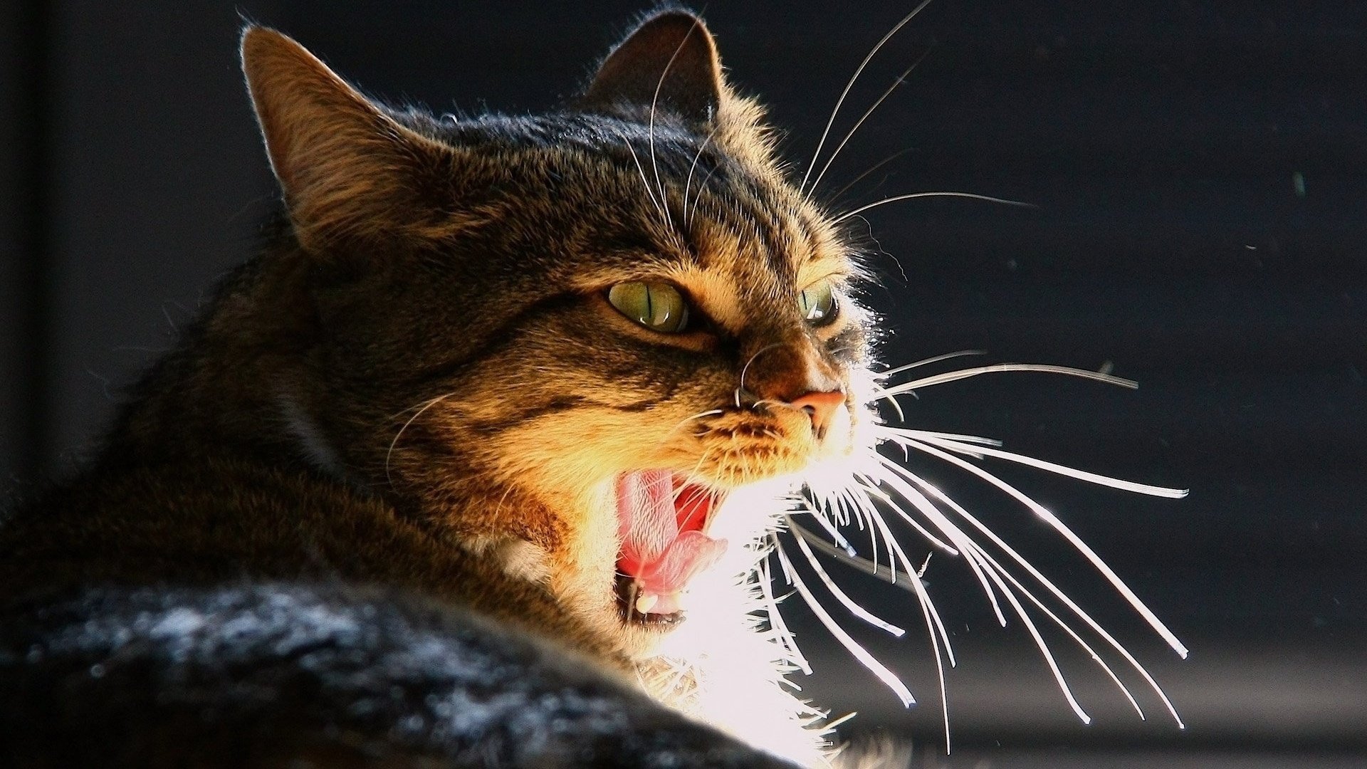 chat yeux langue bâille moustache lumière chat animal de compagnie félin museau éclairage bouche animaux chatte-chatte-miaou-miaou