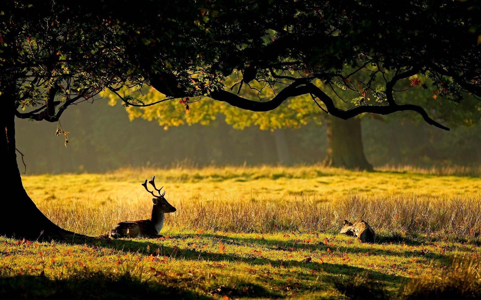 ner cov tiere huftiere hirsch wald bäume lichtung