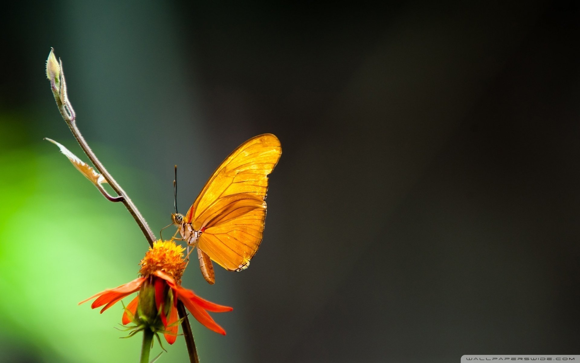 nevs blumen macro tiere schmetterlinge insekten makro