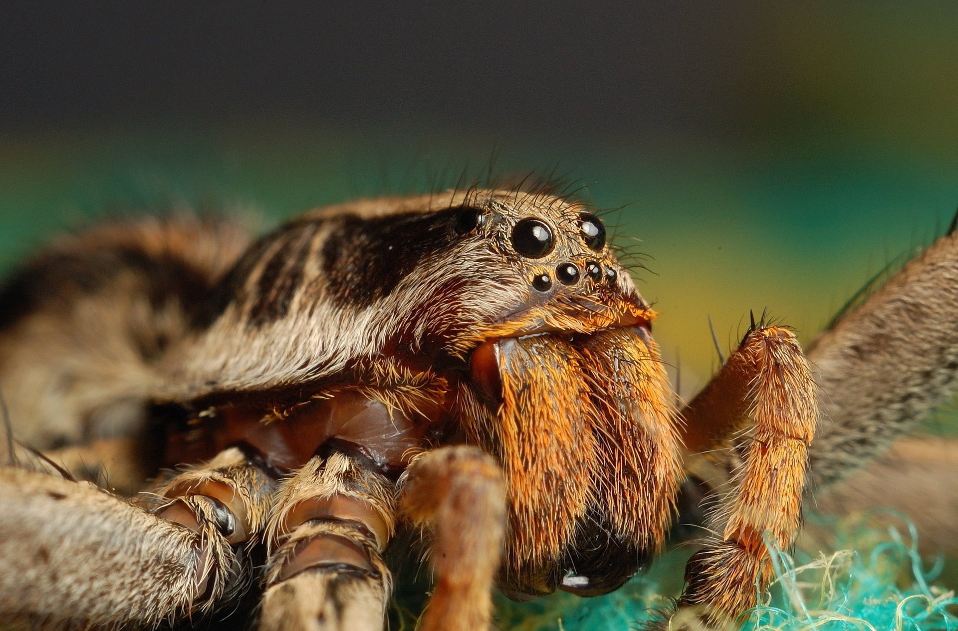 araignée mâche yeux à la recherche insecte macro fond vert animaux