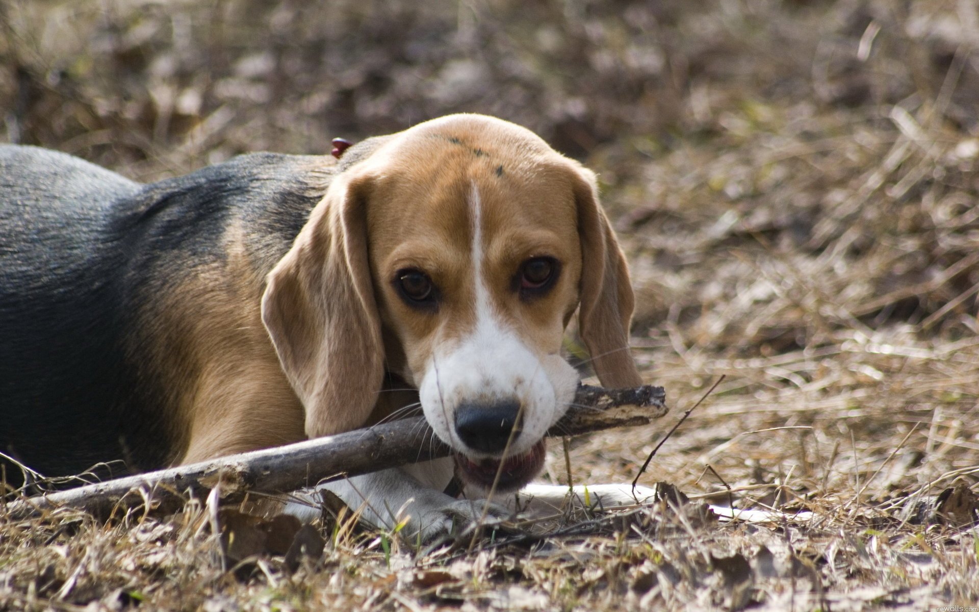 cane beagle amico mente bastone giocattolo animali cani woof-woof-ry-ry muso