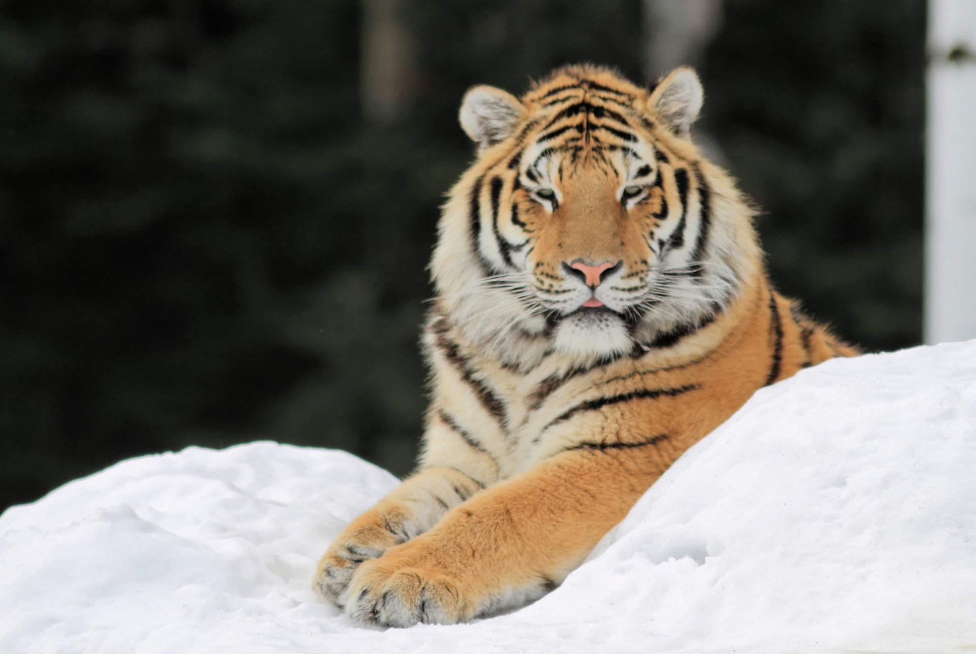 tygrys śnieg łapy zwierzęta kocie spojrzenie kis-kis-miau-miau drapieżniki