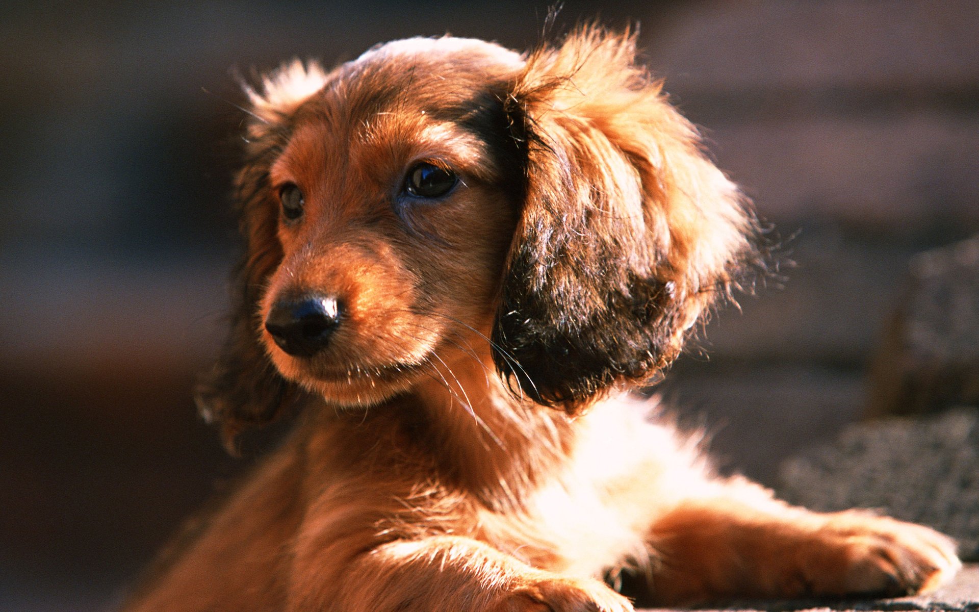 dog dachshund puppy look friend mind loyalty animals dogs woof-woof-ry-ry muzzle eyes ears sun dog