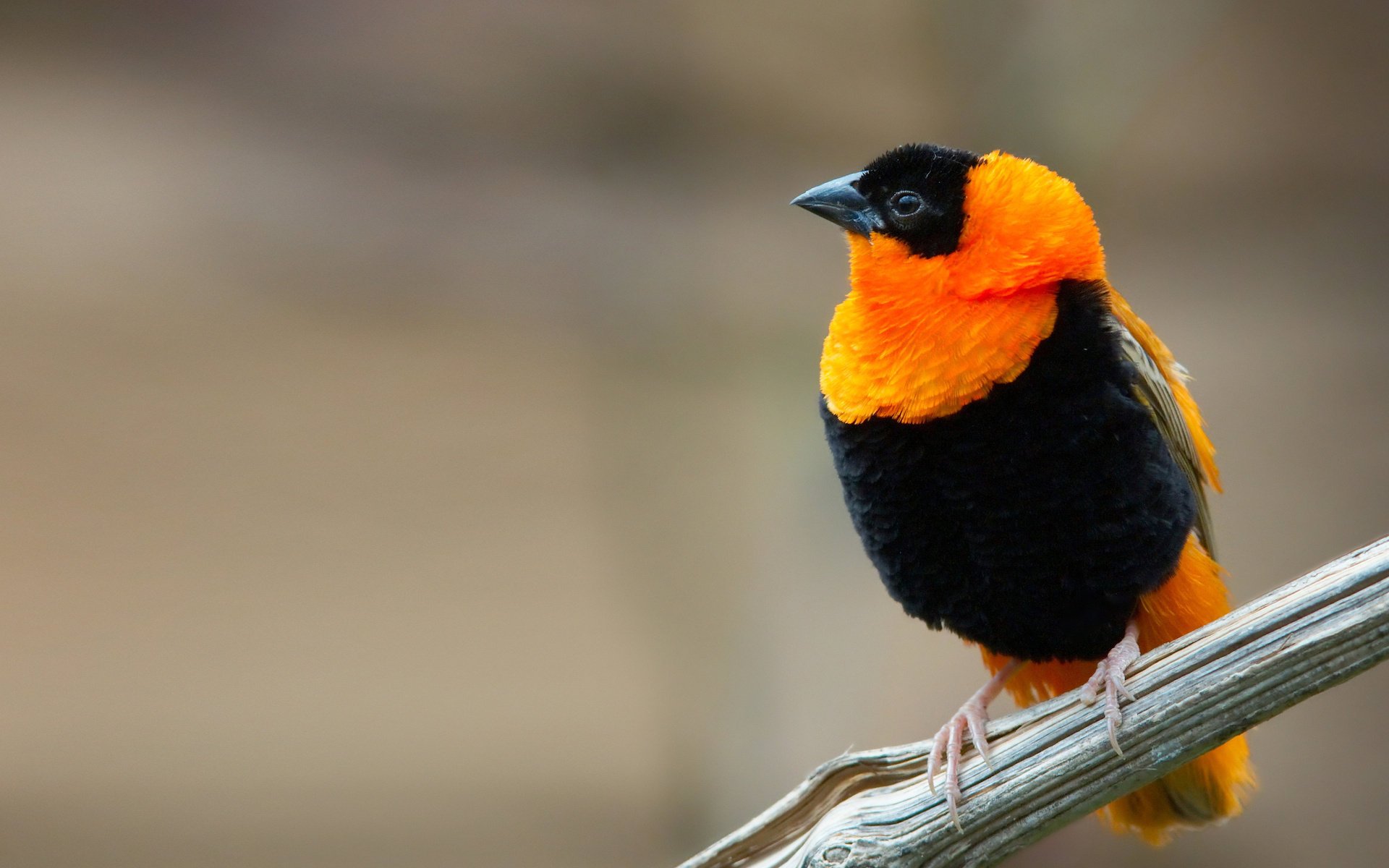 noir oiseaux couleurs jaune à plumes gros plan animaux