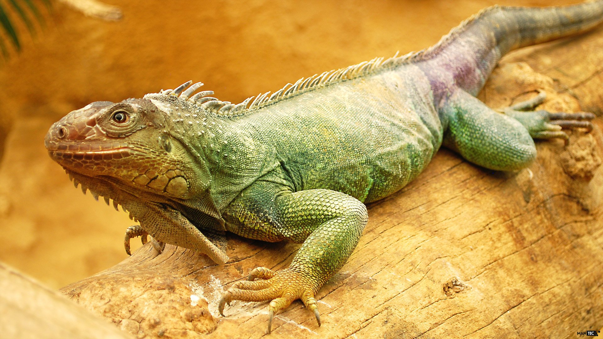 iguana gad oczy skóra tekstura zwierzęta