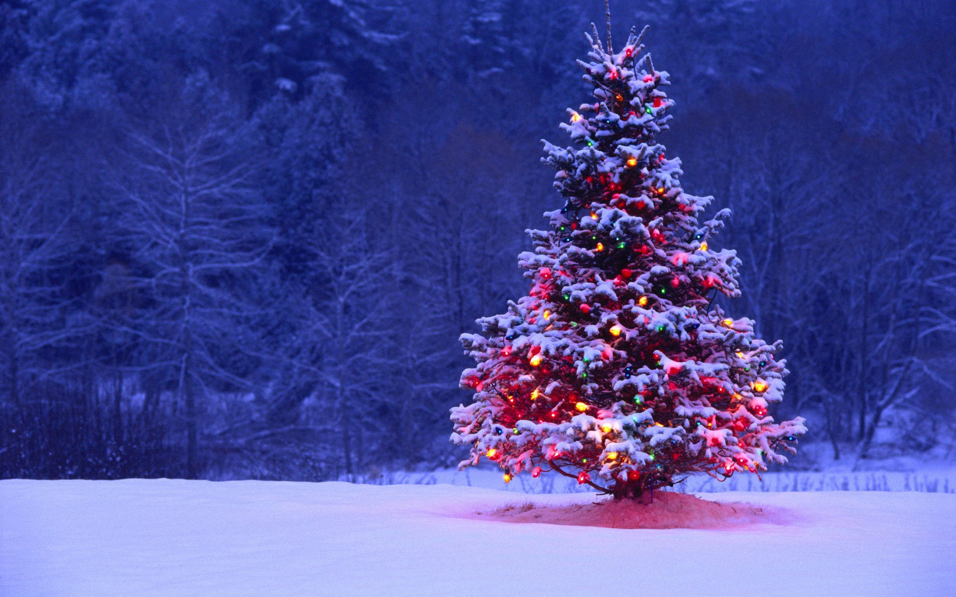 árbol de navidad año nuevo bosque invierno nieve bolas luces guirnalda vacaciones naturaleza cubiertas de nieve luces árboles luces de navidad decoraciones de navidad