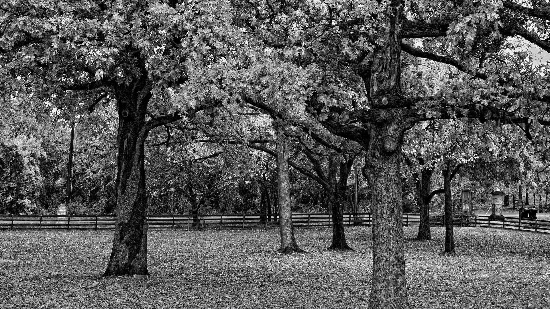 rojo ble naturaleza bosque árboles seto blanco negro parque cerca cerca b-w follaje otoño