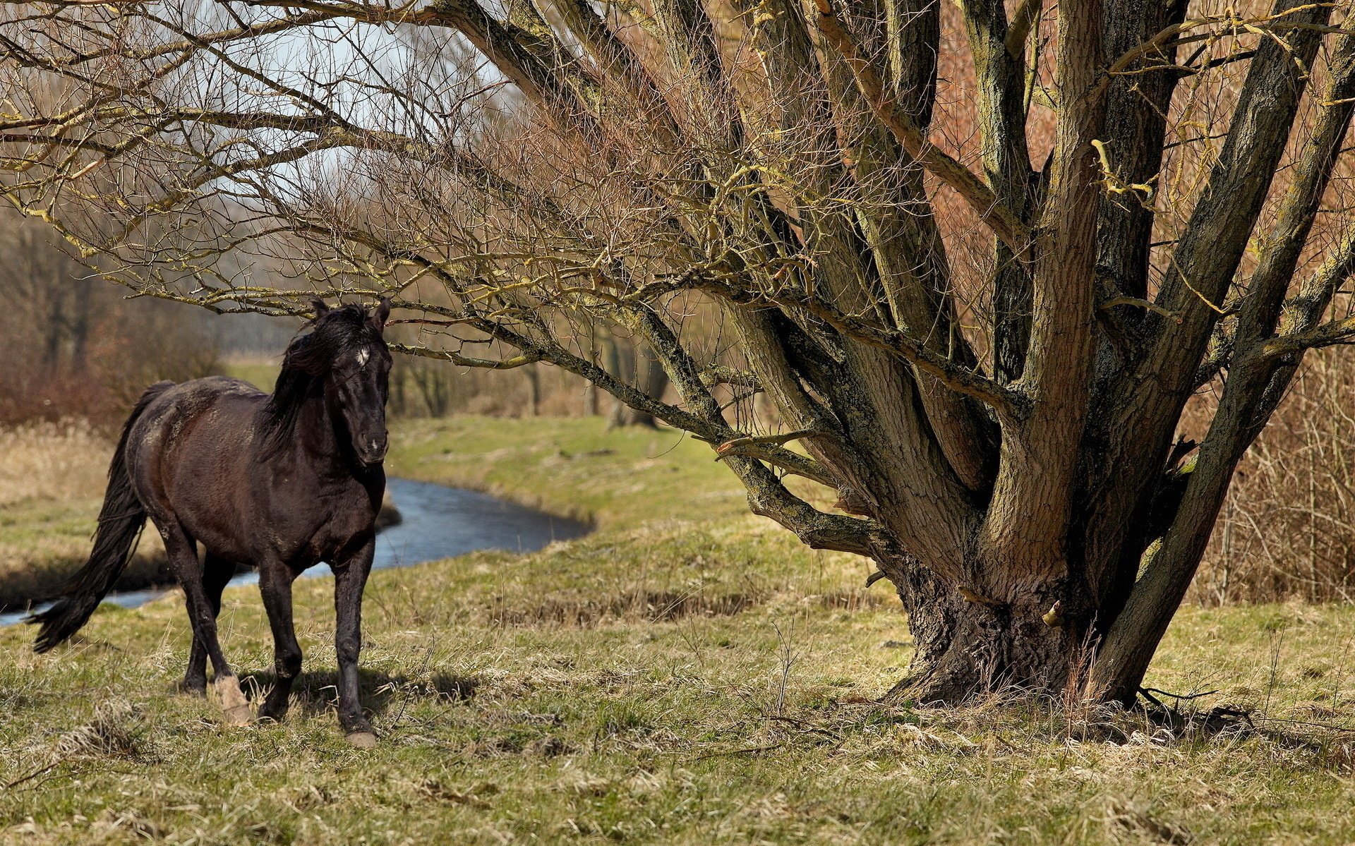 cavallo albero natura estate cavallo abbeveratoio pascolo erba fiume foresta stallone cavallo nero rami animali ungulati cavalli alberi