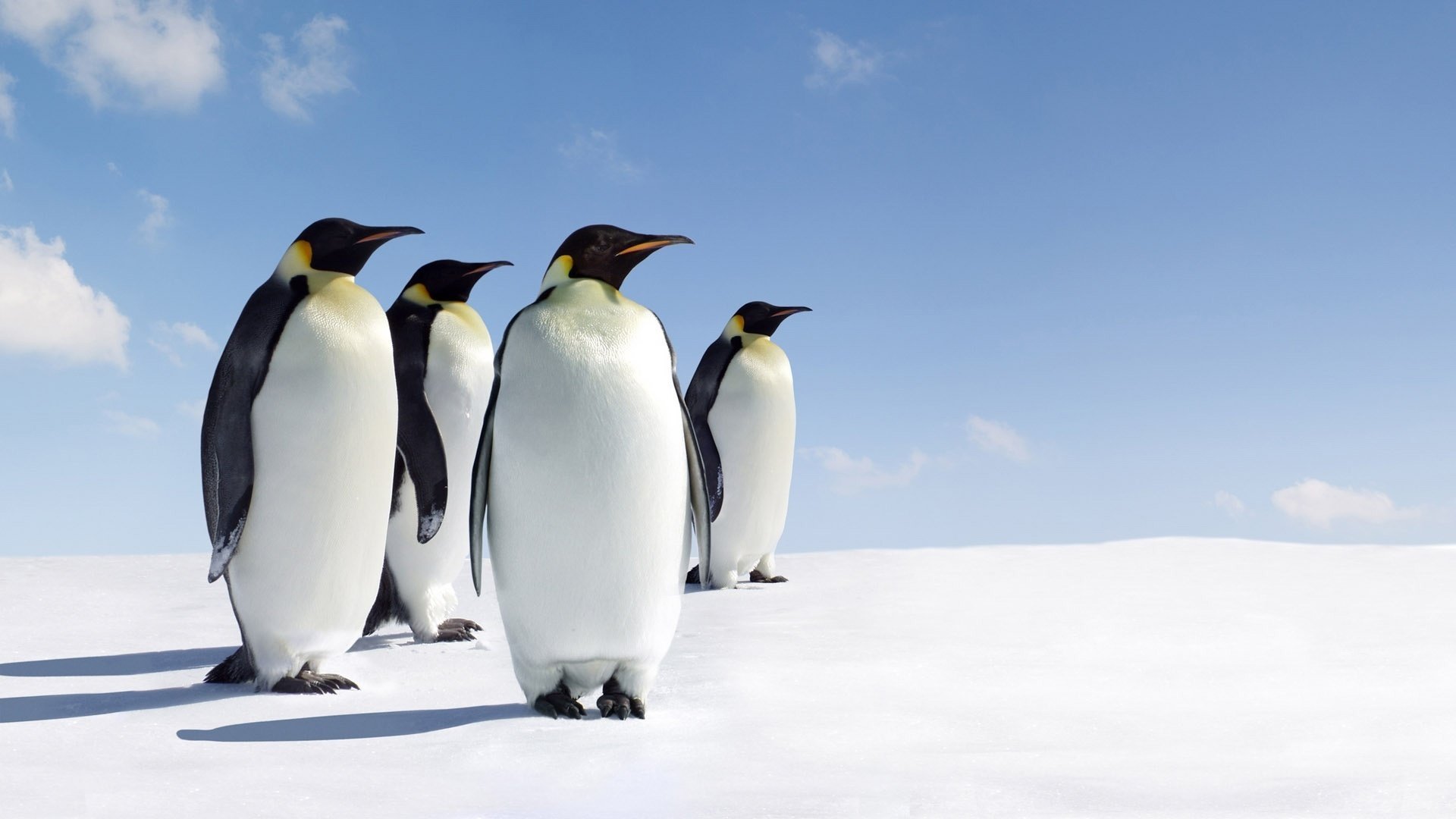 penguins birds animals snow north the sky clouds family winter