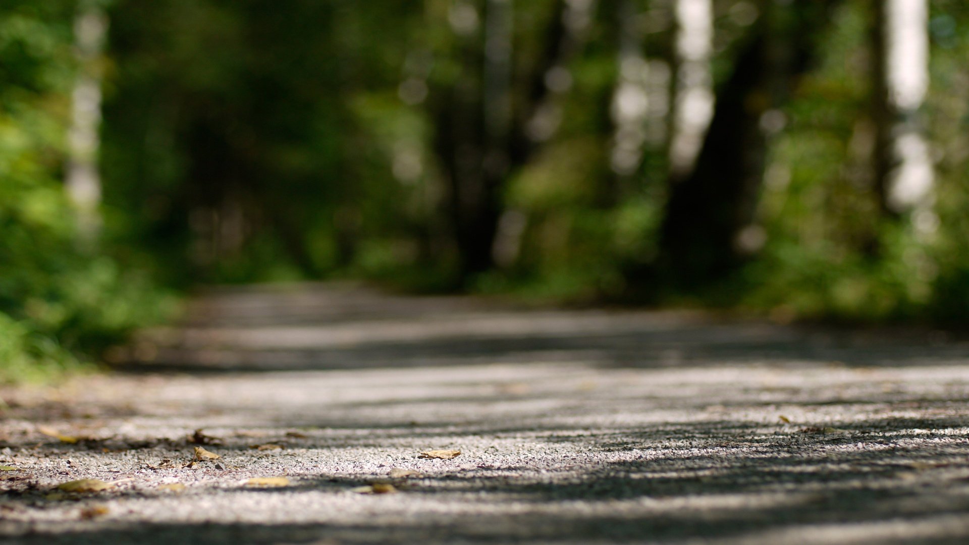 ner cov routes forêt verdure terre feuilles