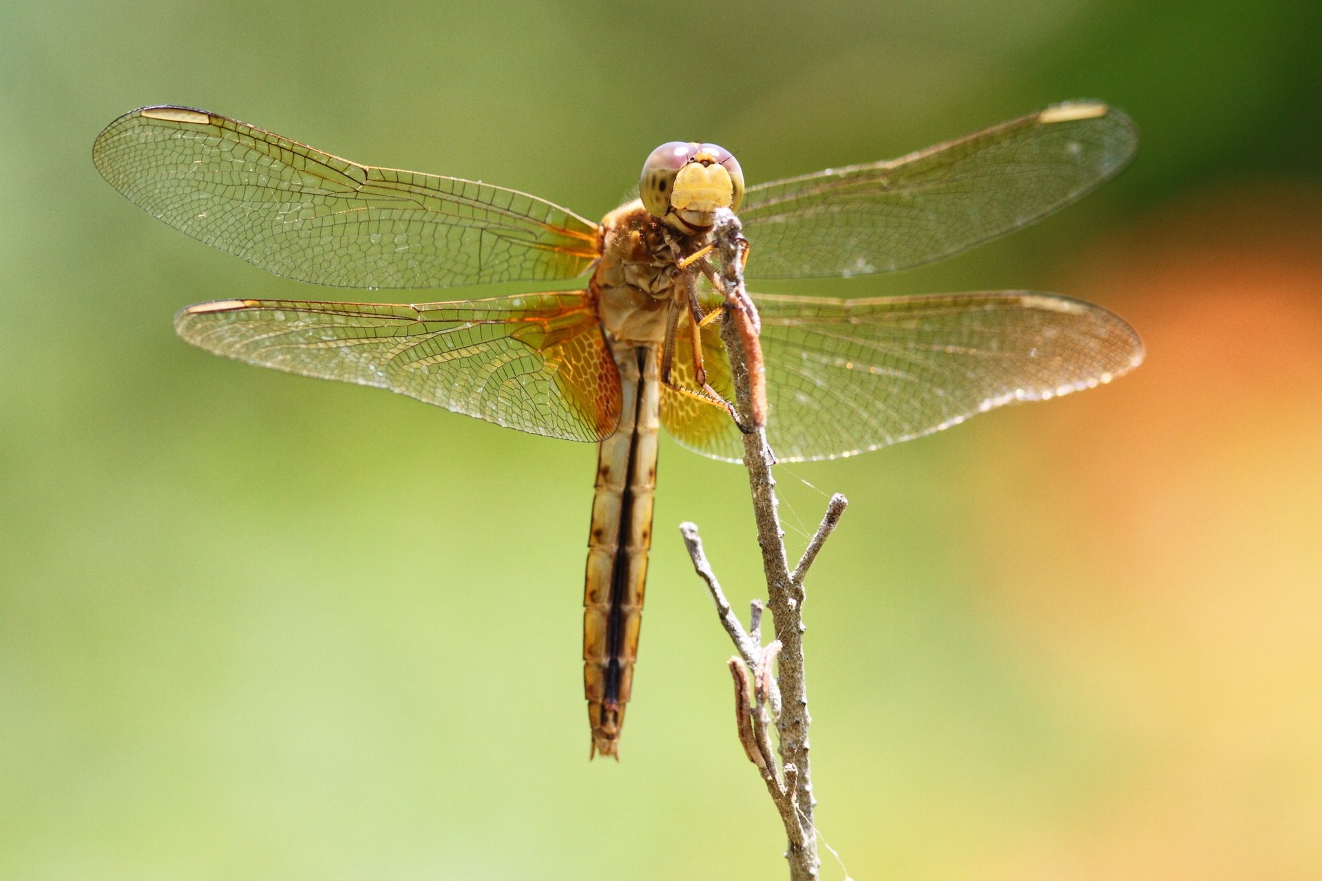 dragonfly yeux libellule insecte gros plan animaux