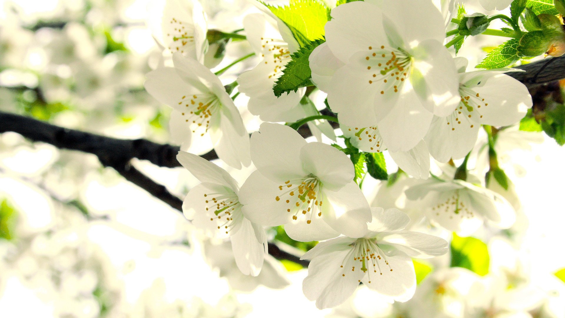 pommier fleurs blanc bourgeons branche floraison feuilles printemps fleurs fraîcheur tendresse arbres