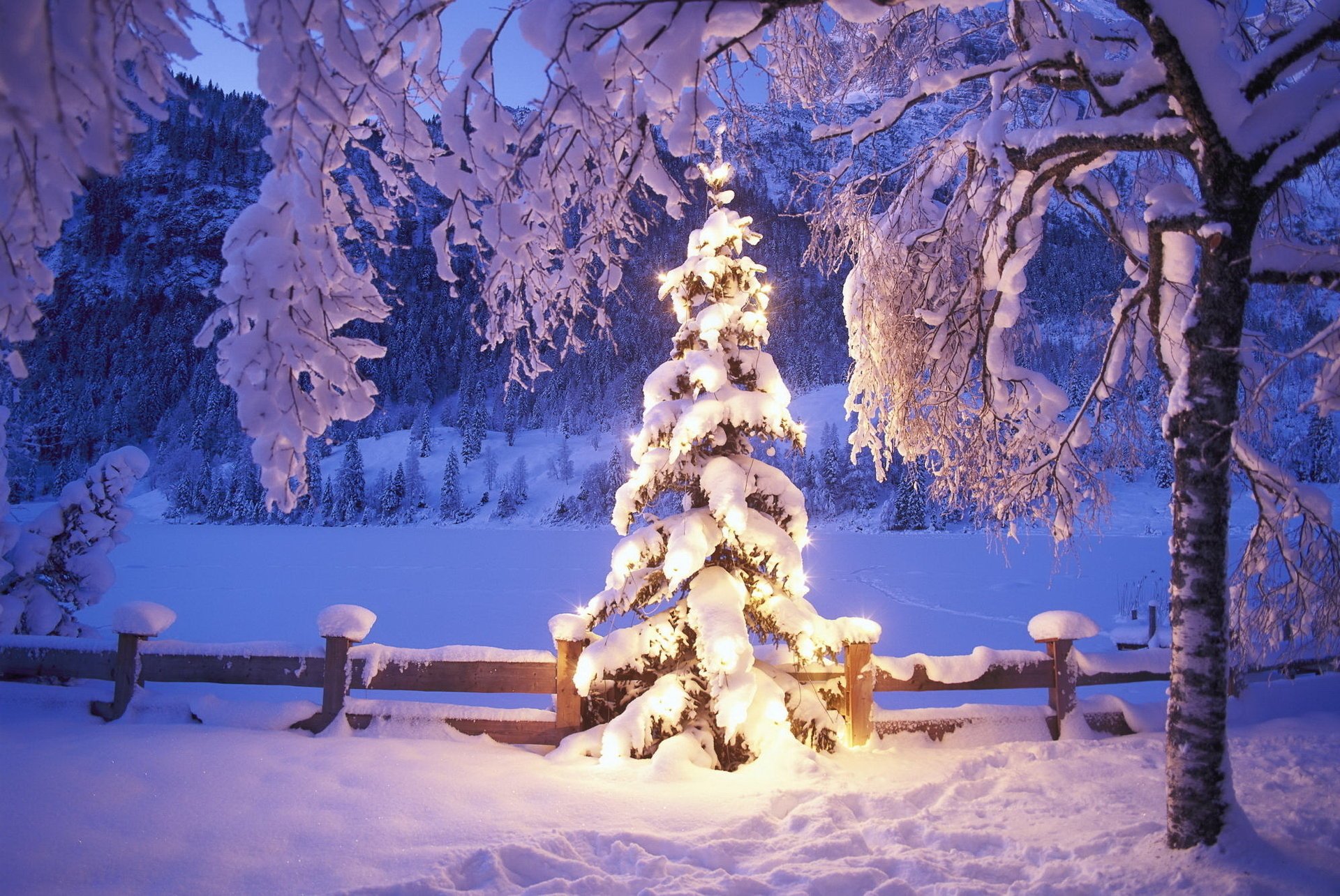 arbre de noël arbre étincelant hiver lumières neige nouvel an congères clôture clôture forêt lumières arbres enneigés arbre traces soirée couvertures de neige vacances