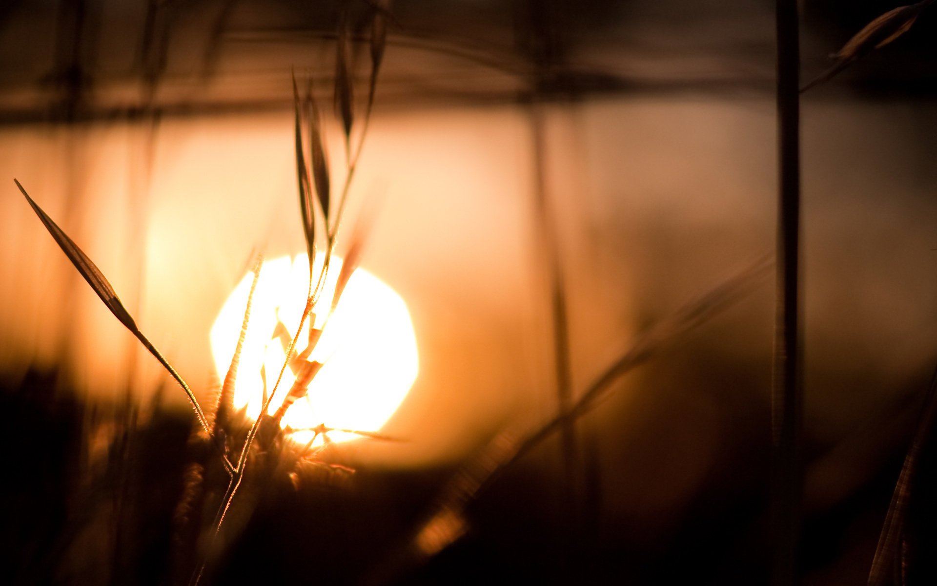 cook ket sole natura tramonto spighe macro acqua riflessione