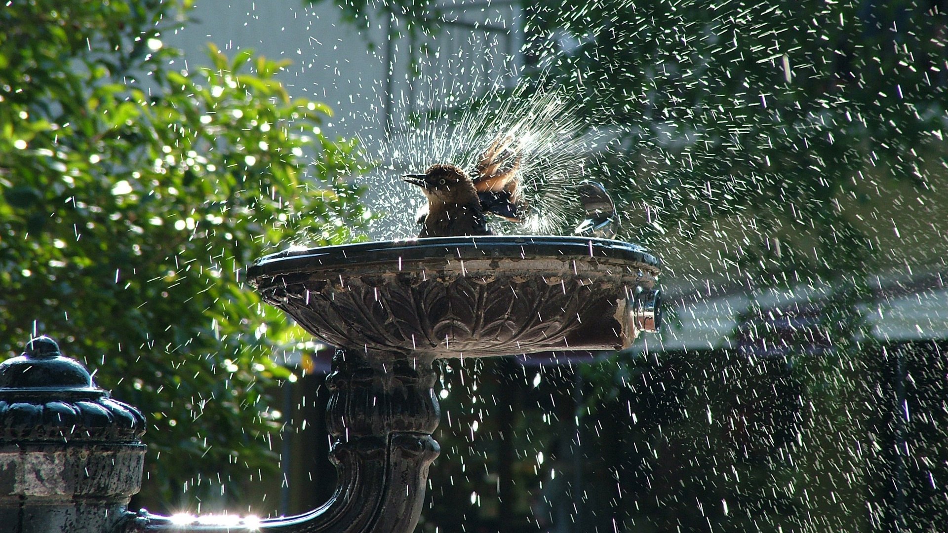 rosso ble animali uccelli fontana alberi natura uccelli