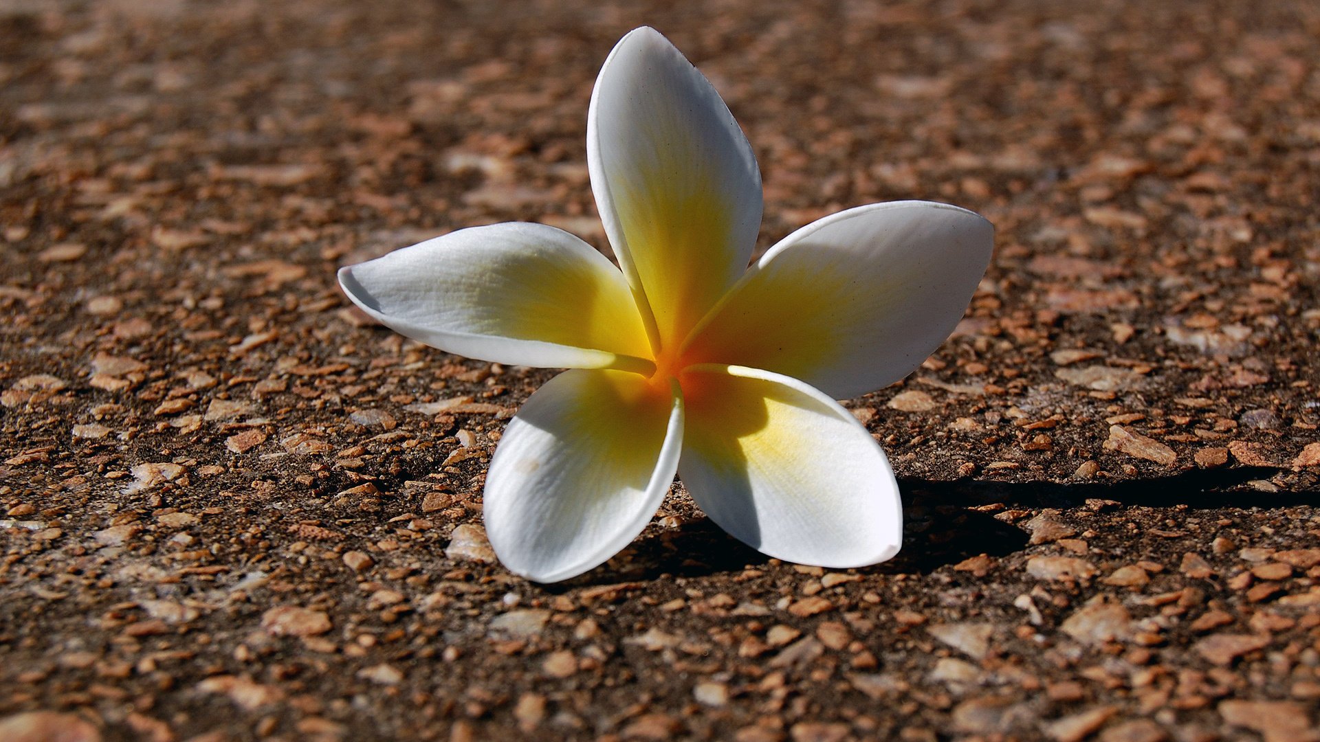 flowers figure nic macro light shadow earth