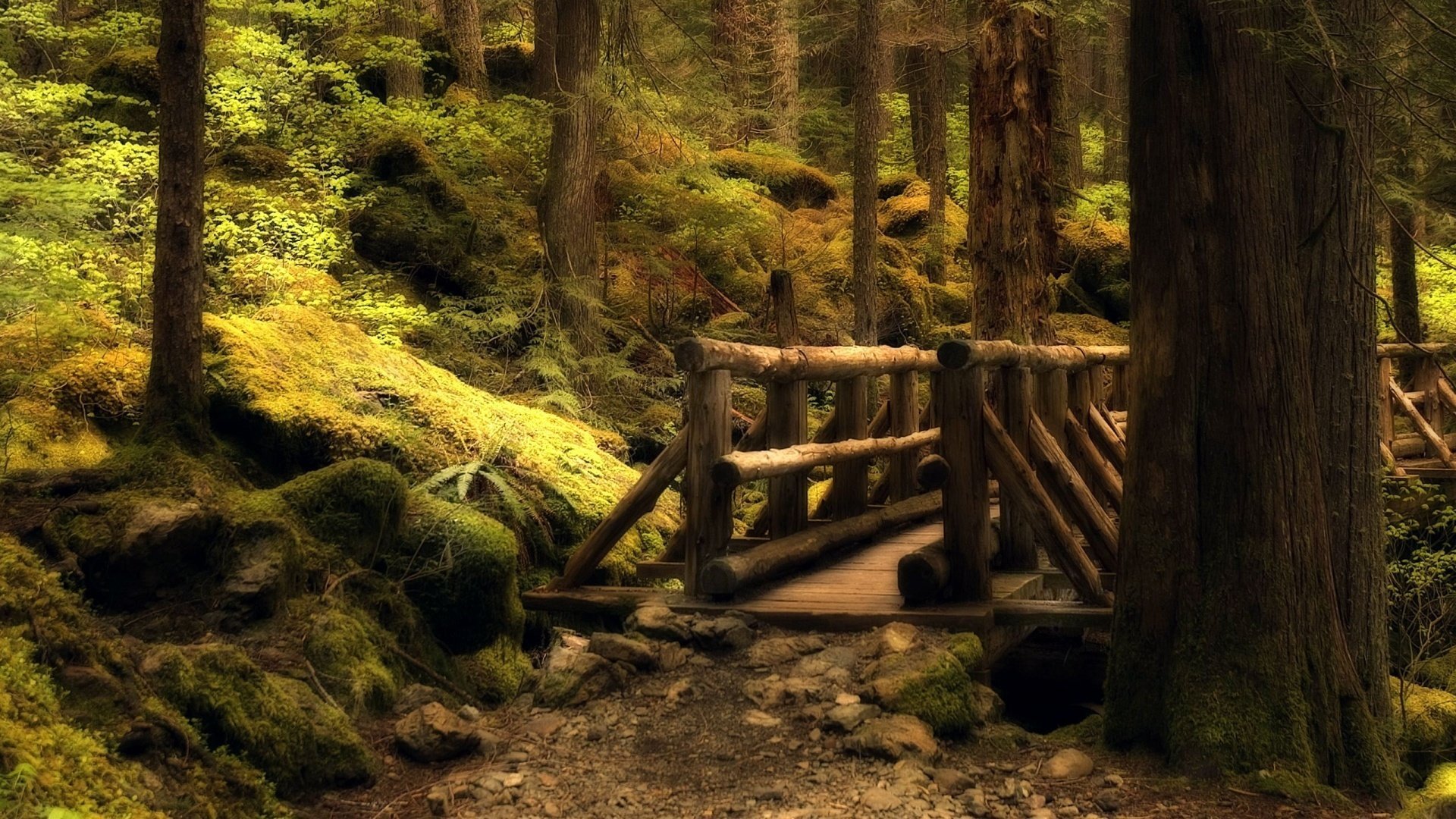 rojo ble naturaleza bosque puentes árboles carretera tierra piedras matorrales hojas musgo