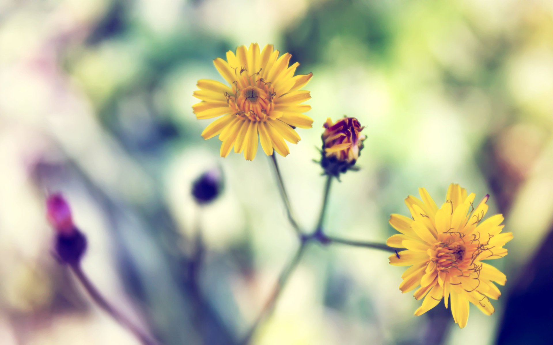 blumen zusammengesetzte farbe kochen köthen makro natur sommer