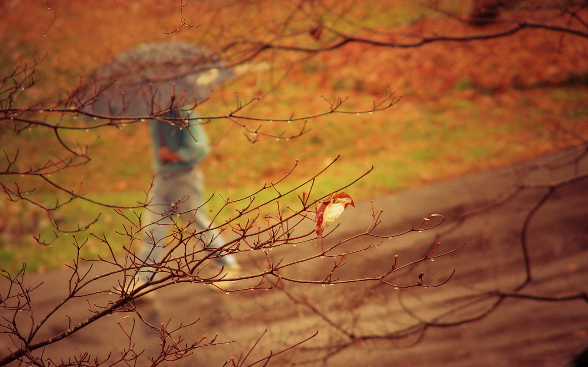 ner cov macro autumn silhouette road earth grass height tree branches drops rain people umbrella